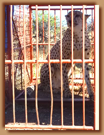 Cheetah in box trap