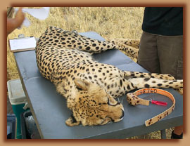 Cheetah immobilised for collaring
