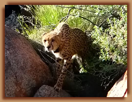 Released collared cheetah