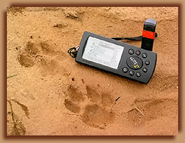 Cheetah footprints next to GPS